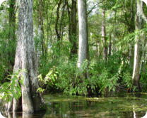 Citrus Springs Florida, Citrus Springs Fl, Citrus Springs, Citrus County Florida